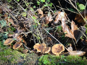 Very small mushrooms